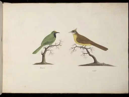 Two Birds, by Unknown