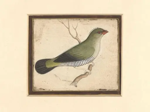 Two paintings of birds on a single sheet, by Unknown