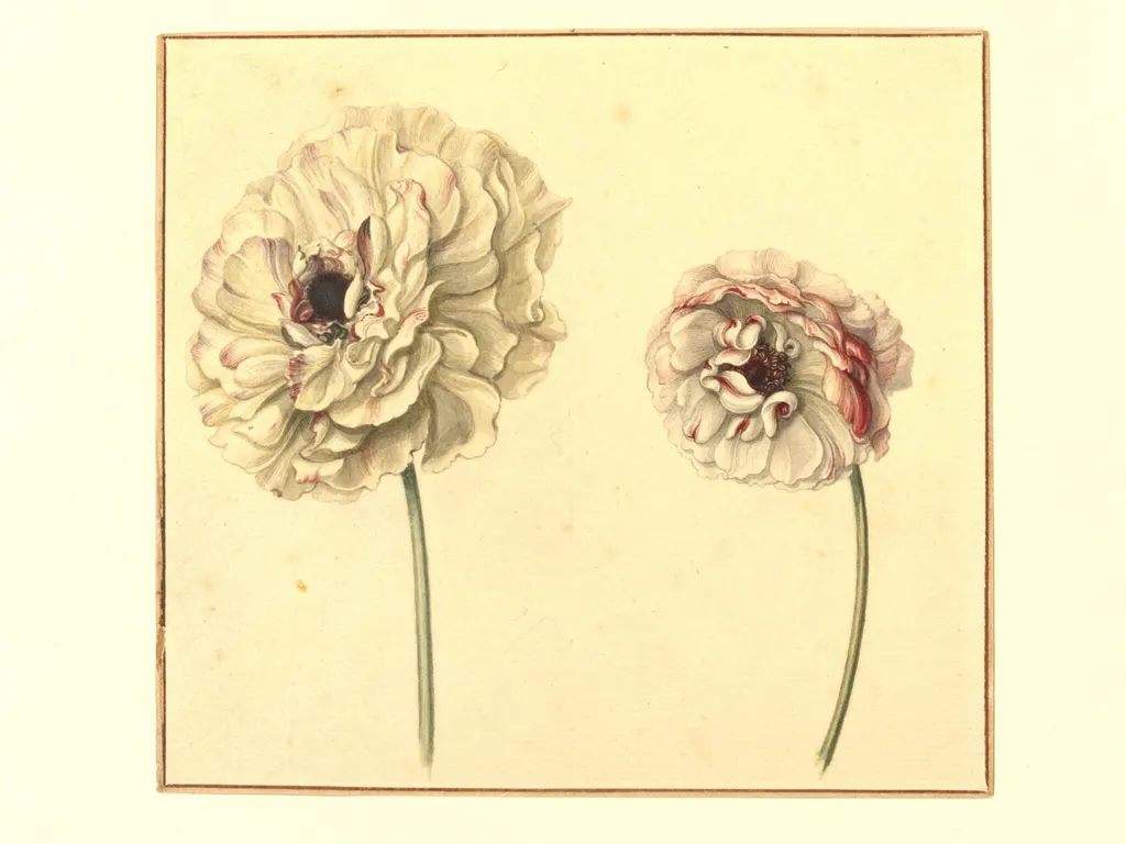 Two Persian Buttercups (<i>Ranunculus asiaticus</i>), by Unknown, watercolor, 1750