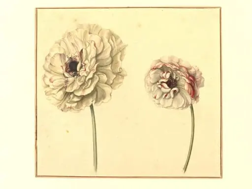 Two Persian Buttercups (<i>Ranunculus asiaticus</i>), by Unknown