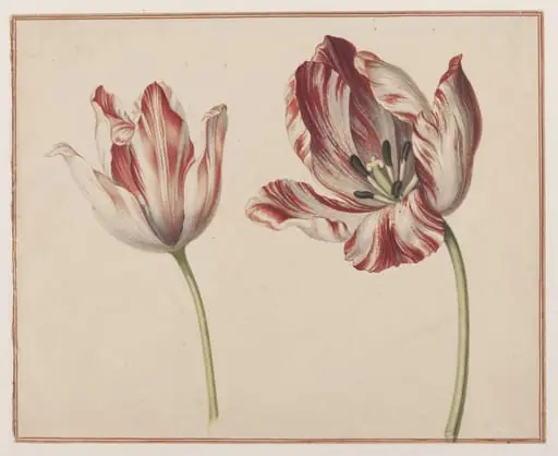 Two Tulips, by Unknown
