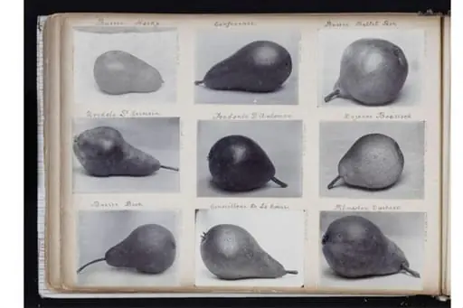 Untitled, by Unknown, 1910