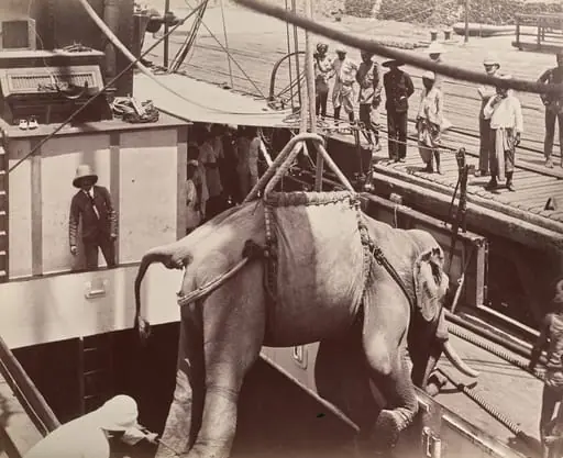 Untitled (elephant being loaded onto a ship, recto), by Unknown