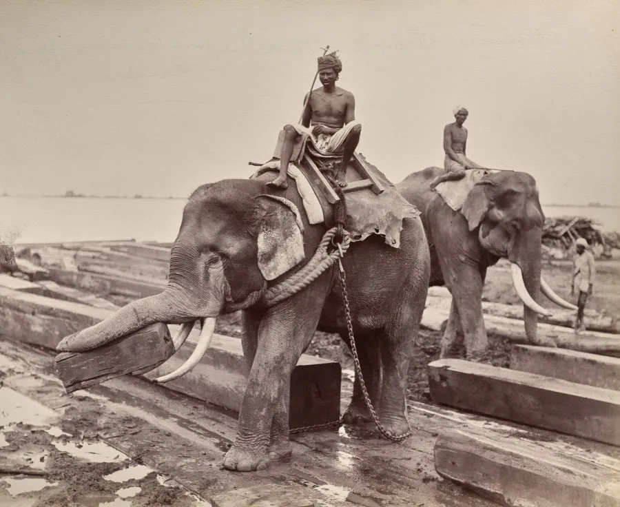 Untitled (elephants moving blocks of wood) (recto), by Unknown, 1880