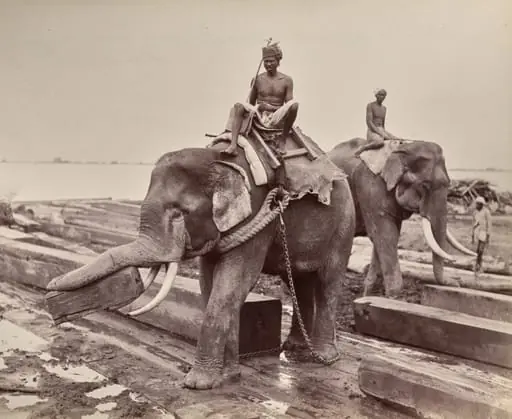 Untitled (elephants moving blocks of wood) (recto), by Unknown