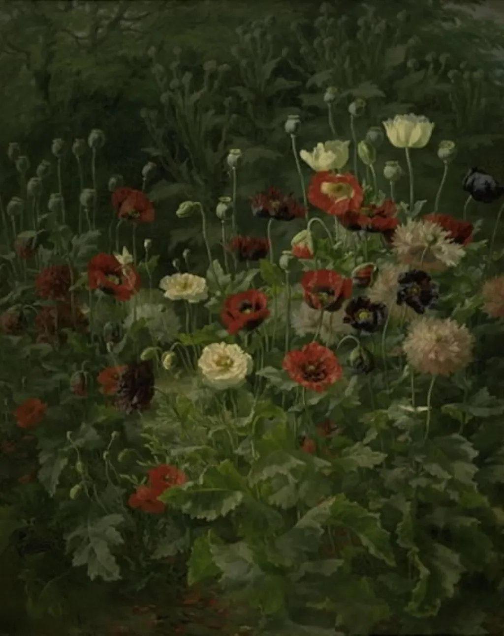 Valmuer, by Unknown, 1892