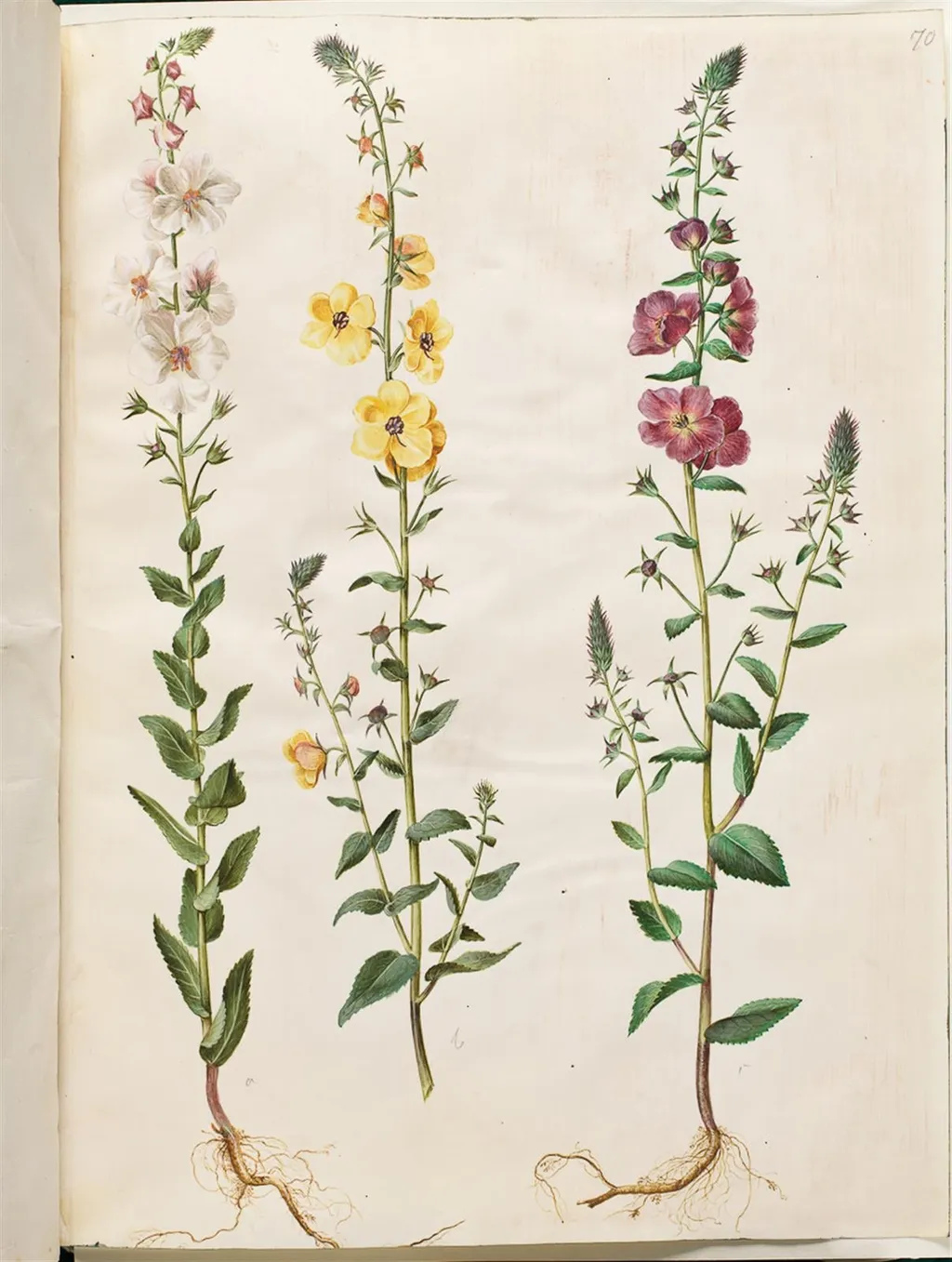 Verbascum blattaria (klase-kongelys); Verbascum phoeniceum (purpur-kongelys), by Unknown, unspecified, 1654