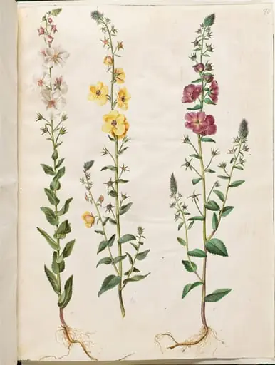 Verbascum blattaria (klase-kongelys); Verbascum phoeniceum (purpur-kongelys), by Unknown