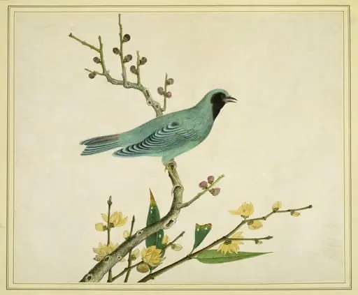 Verditer flycatcher, by Unknown