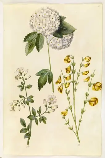 Viburnum opulus (almindelig snebolle); Jasminum officinale (læge-jasmin); Cytisus scoparius (almindelig gyvel), by Unknown