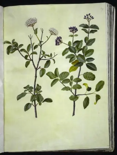 Viburnum tinus (vinter-snebolle), by Unknown
