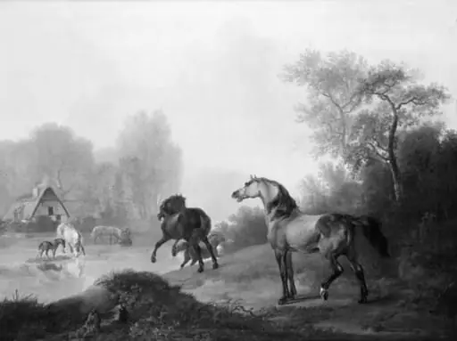 Vilde heste i et stutteri, by Unknown
