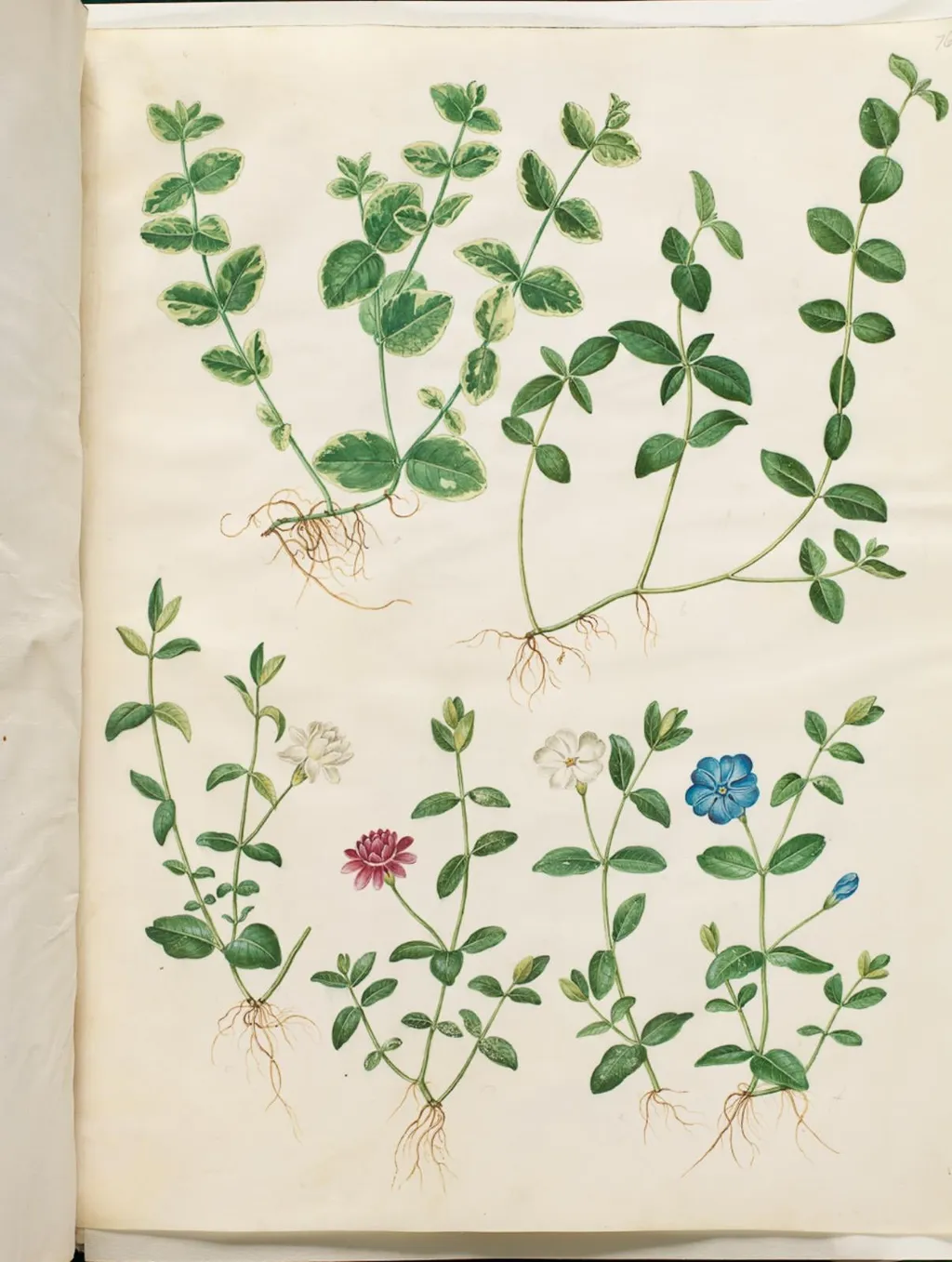 Vinca minor (liden singrøn), by Unknown, unspecified, 1654