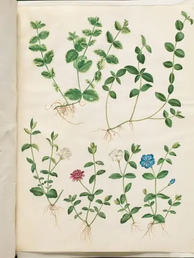 Vinca minor (liden singrøn), by Unknown