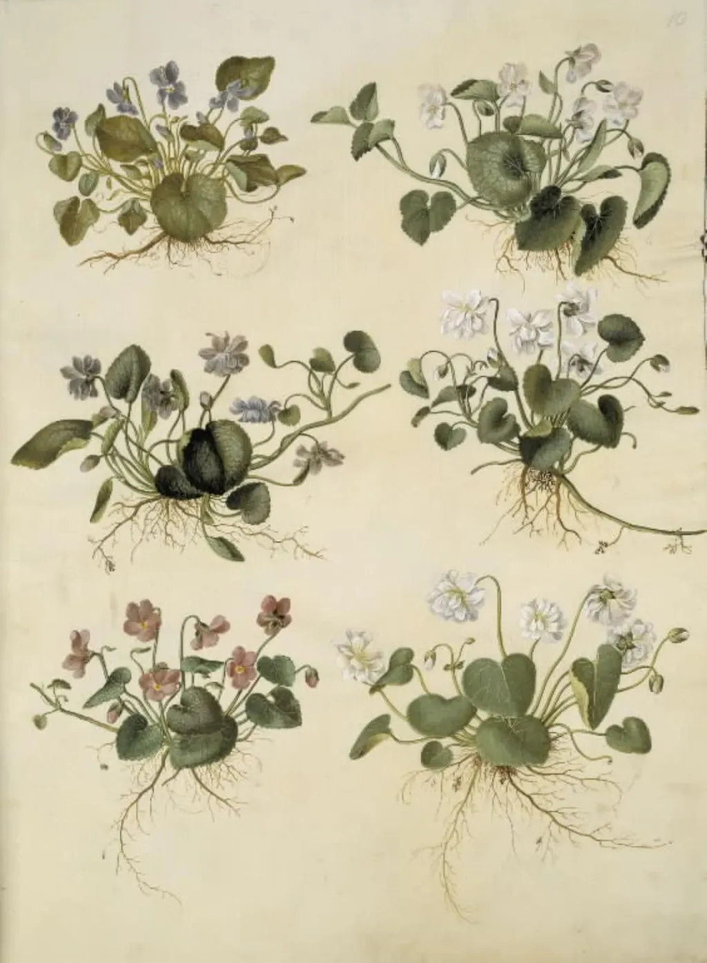 Viola odorata (marts-viol), by Unknown, unspecified, 1654