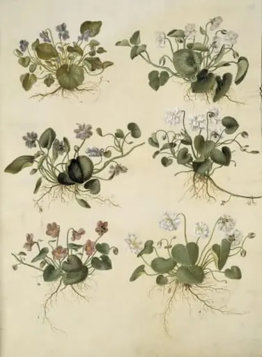 Viola odorata (marts-viol), by Unknown