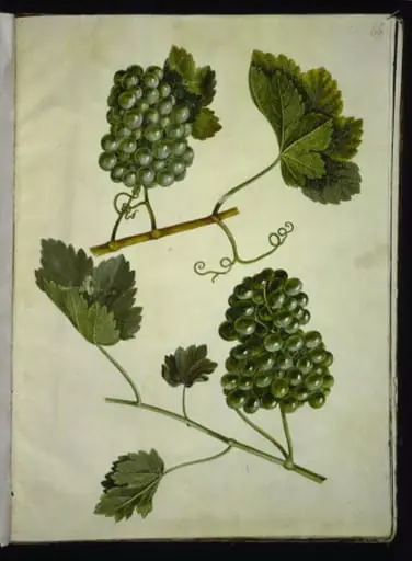 Vitis vinifera (almindelig vin), by Unknown, 1654
