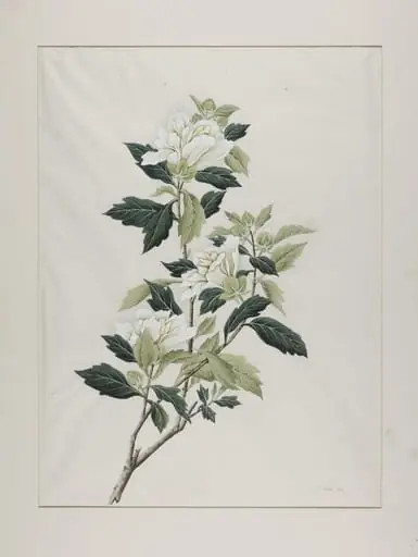 White hibiscus (hibiscus syriacus), mu jin, by Unknown