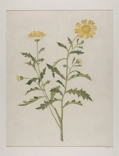Wild chrysanthemum (chrysanthemum indicum), by Unknown