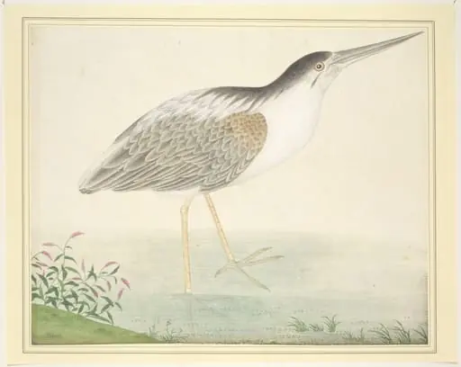 Yellow Bittern, by Unknown