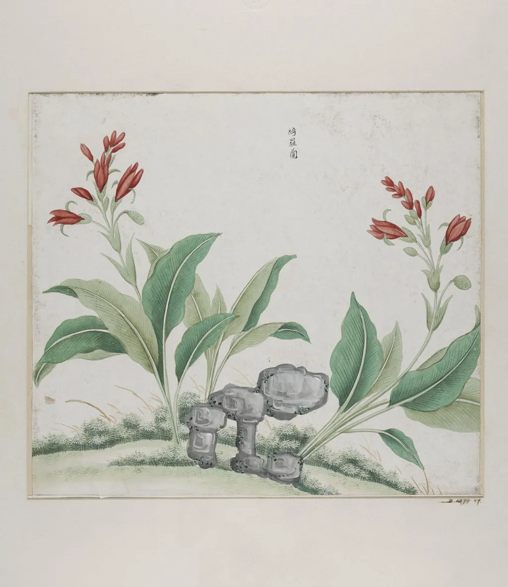 Yi luo lan, by Unknown, paint, 1780