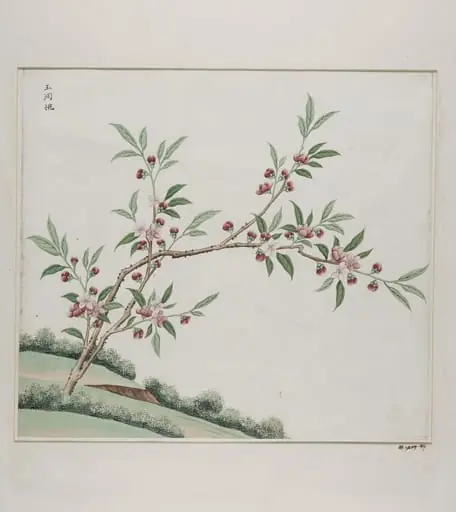 Yu dong tao, by Unknown