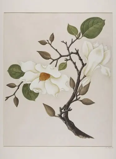 Yu-Lan, by Unknown