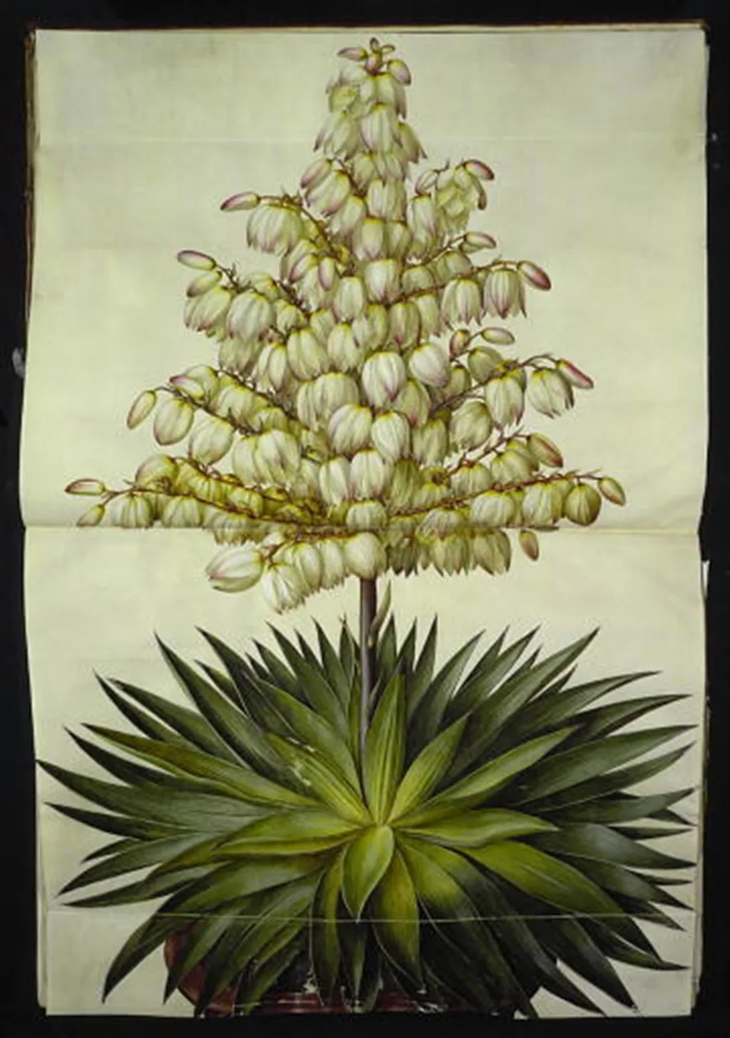 Yucca gloriosa (pragt-palmelilje), by Unknown, unspecified, 1654