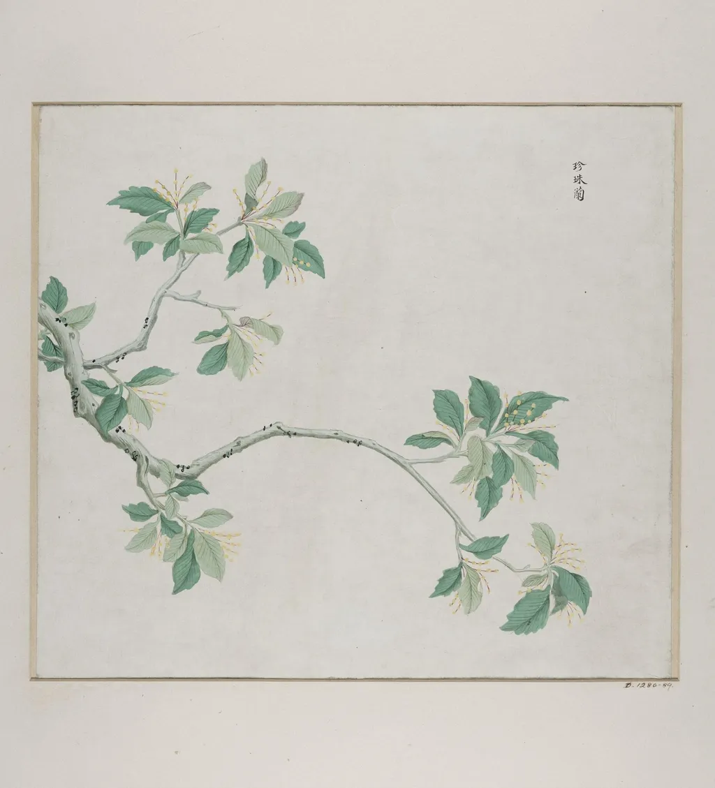 Zhen Zhu lan, by Unknown, paint, 1780