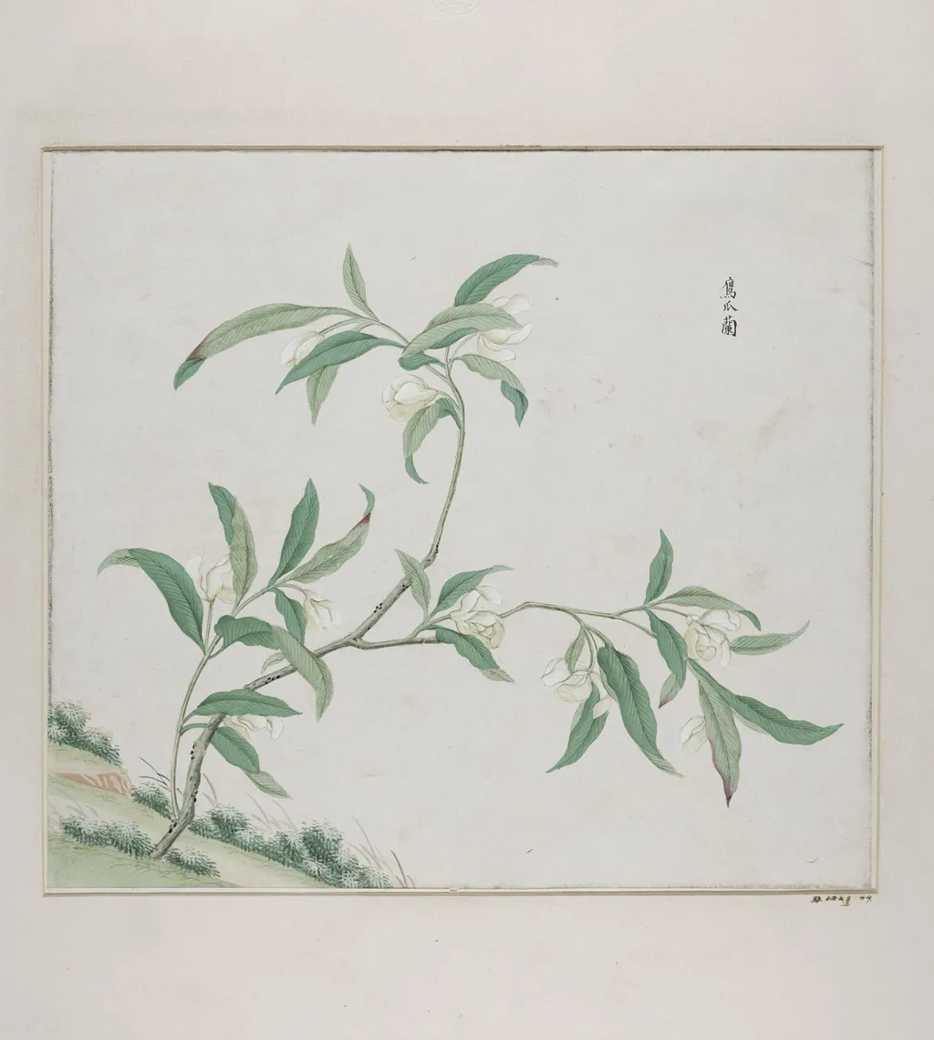 Zing zhao lan, by Unknown, paint, 1780