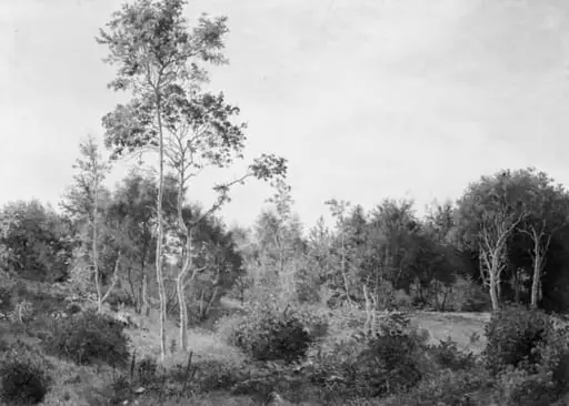 Lysning i Nordskoven ved Jægerspris, by Unknown artist