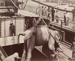 Untitled (elephant being loaded onto a ship, recto)