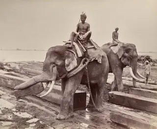 Untitled (elephants moving blocks of wood) (recto)