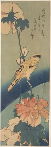 歌川広重画 芙蓉に高麗鶯|Black-naped Oriole Perched on a Stem of Rose Mallow, by Utagawa Hiroshige