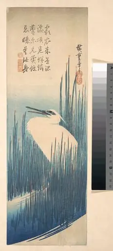 歌川広重画 芦に鷺|White Heron Standing among Reeds, by Utagawa Hiroshige