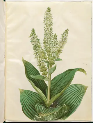 Veratrum album (hvid foldblad), 1654