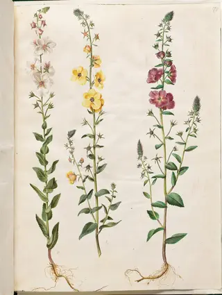 Verbascum blattaria (klase-kongelys); Verbascum phoeniceum (purpur-kongelys), 1654