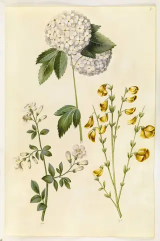 Viburnum opulus (almindelig snebolle); Jasminum officinale (læge-jasmin); Cytisus scoparius (almindelig gyvel)