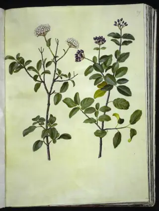 Viburnum tinus (vinter-snebolle)