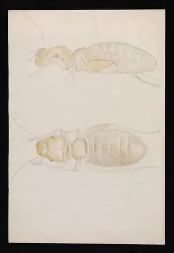 Views of an ant (highly magnified)