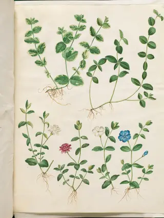 Vinca minor (liden singrøn)