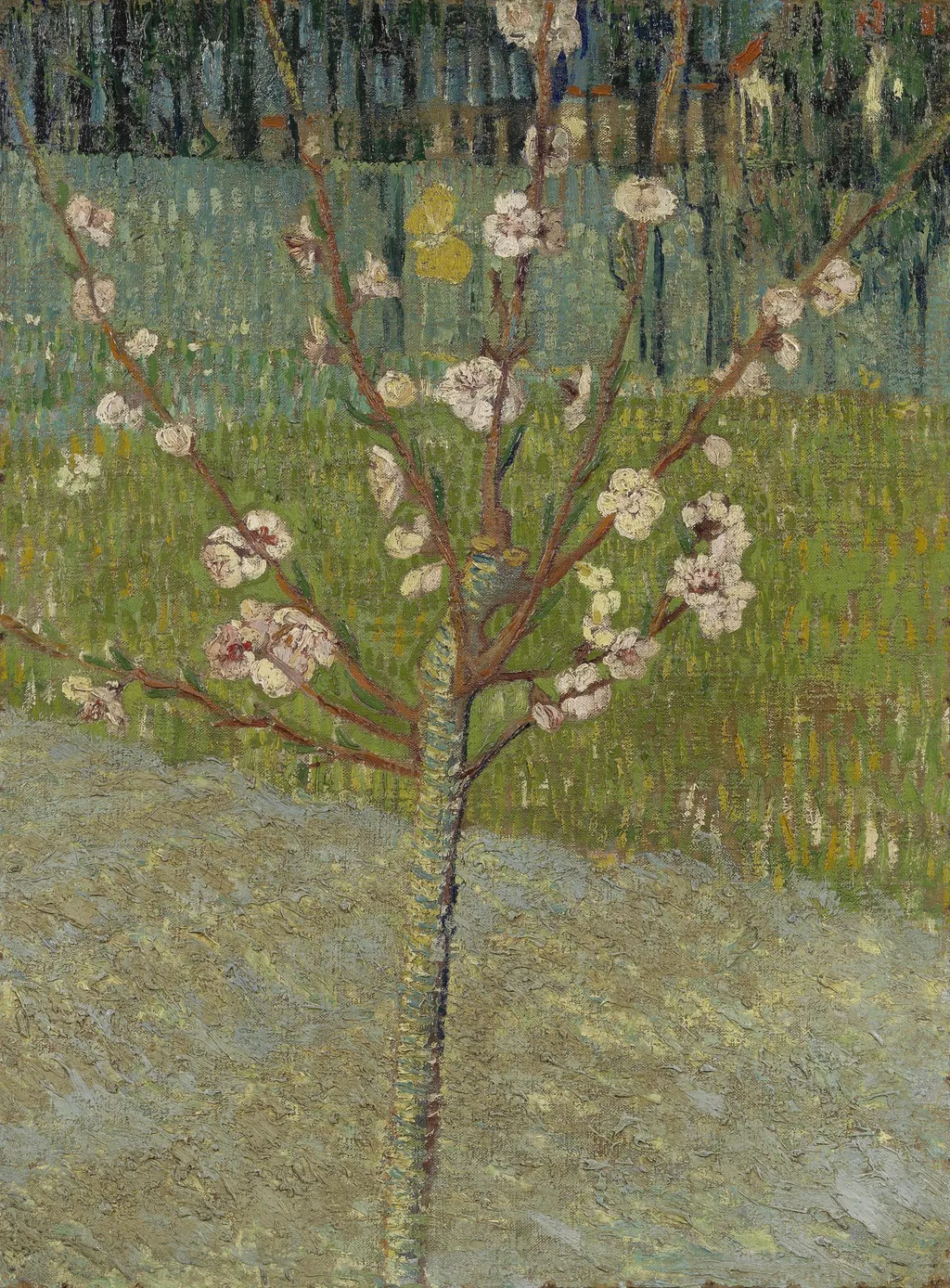 Peach Tree in Blossom, by Vincent van Gogh, oil