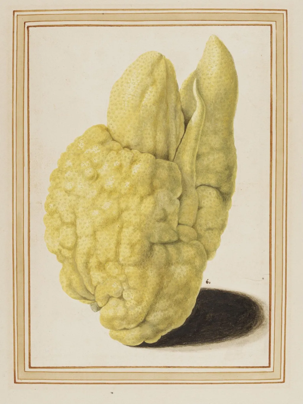 Citron, by Vincenzo Leonardi, watercolor, 1640