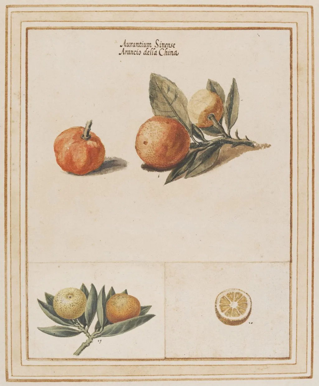 Myrtle-leaf orange, Citrus myrtifolia, by Vincenzo Leonardi, 1650