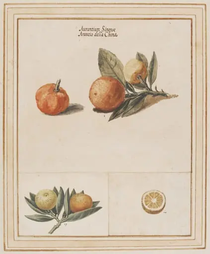 Myrtle-leaf orange, Citrus myrtifolia, by Vincenzo Leonardi