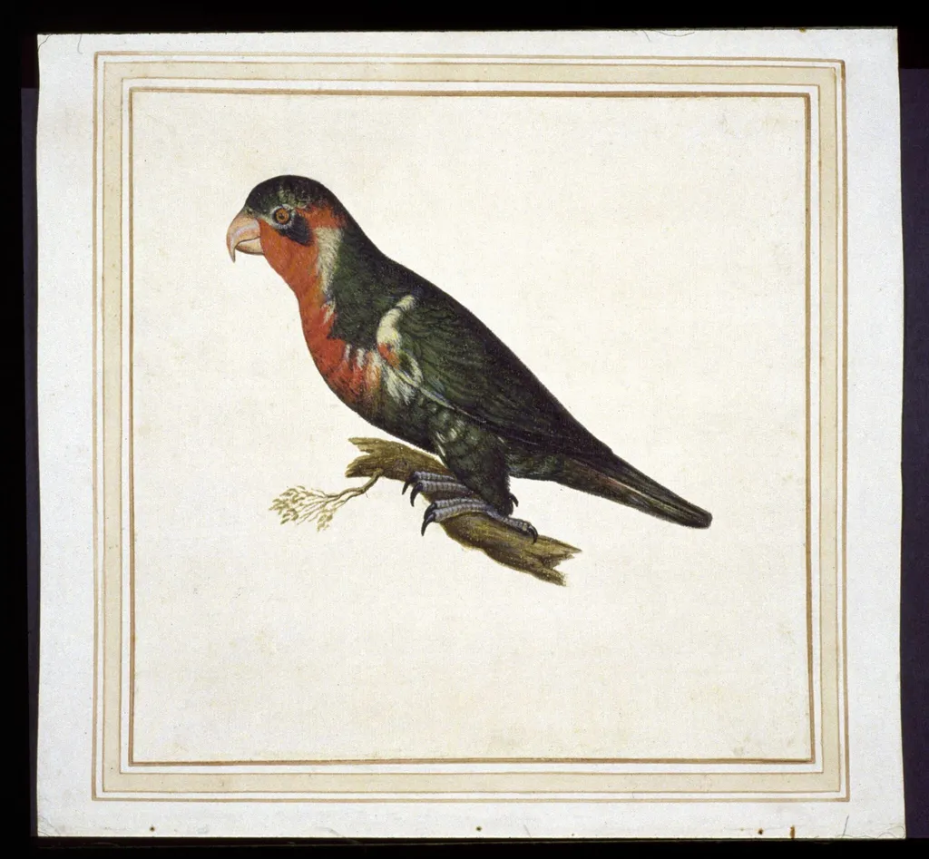 Possibly ornate lorikeet, Tricholglossus ornatus, by Vincenzo Leonardi, watercolor, 1650