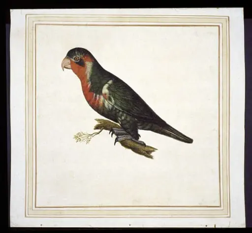 Possibly ornate lorikeet, Tricholglossus ornatus, by Vincenzo Leonardi
