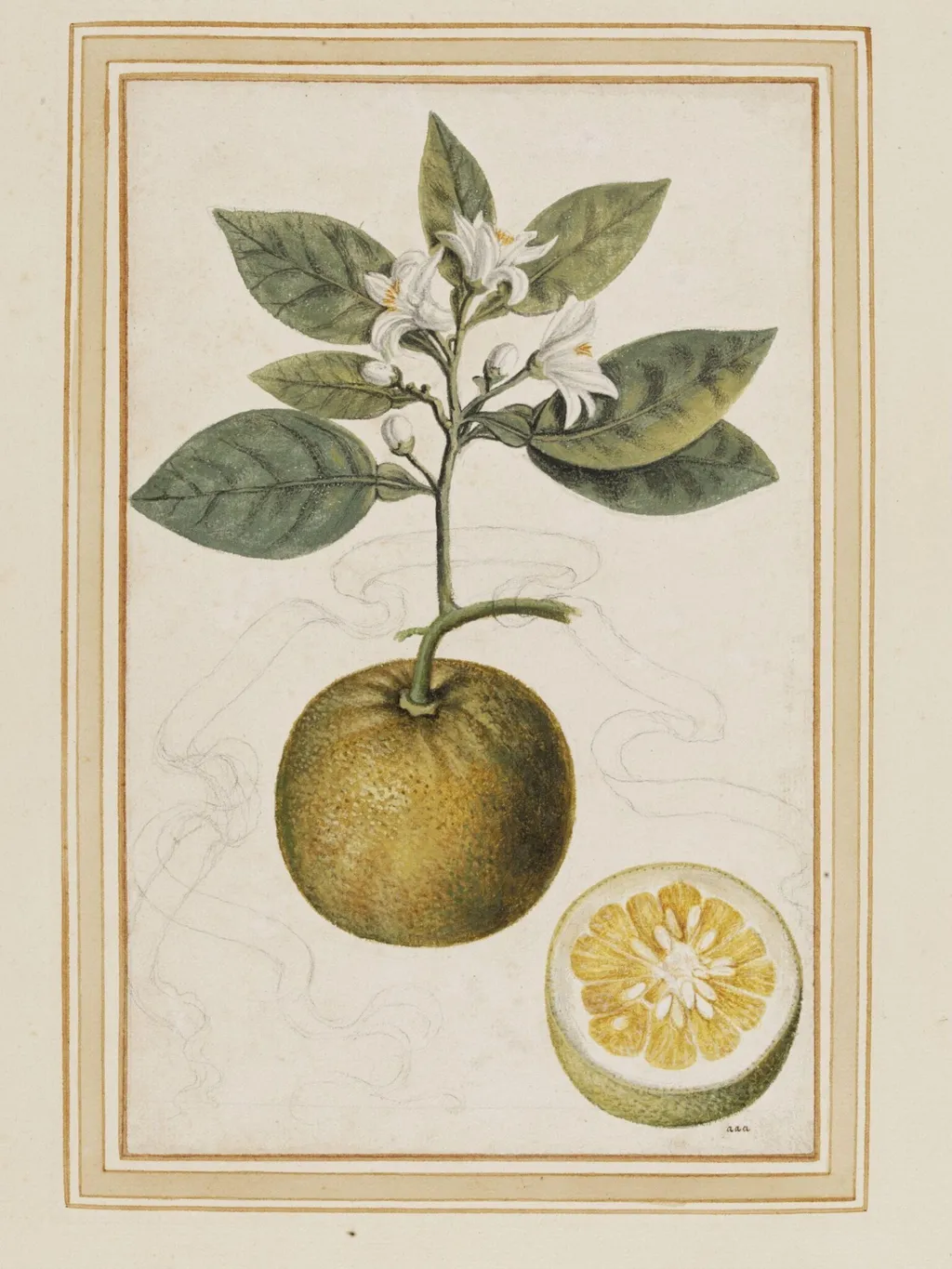 Sour orange, by Vincenzo Leonardi, watercolor, 1640