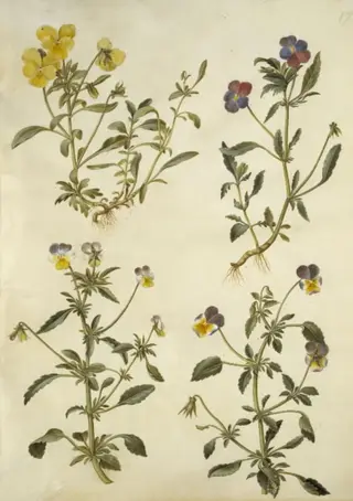 Viola cornuta (horn-viol); Viola tricolor (almindelig stedmoderblomst)