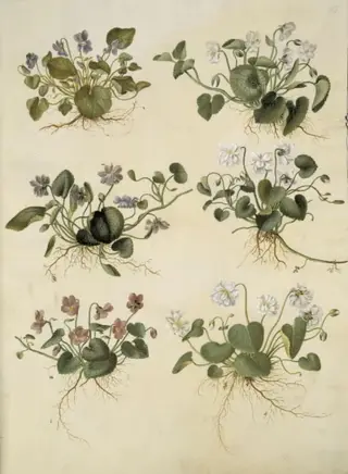 Viola odorata (marts-viol)